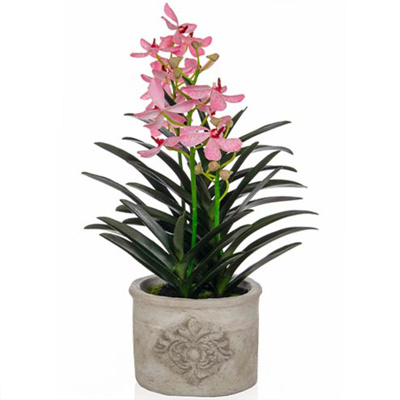 PP Vanda Orchid Pk in Terra Pot 69cm