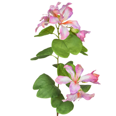 Plants Bauhinia Purple/Cream 85cm
