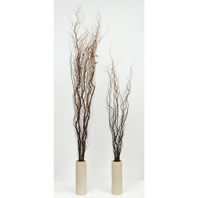 W-Wood Willow - Contorted 100cm x 25pcs
