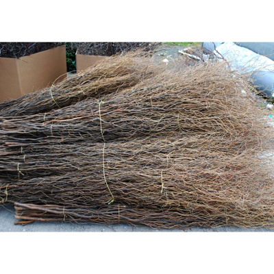 W-Wood Willow - Contorted 150cm x 10pcs