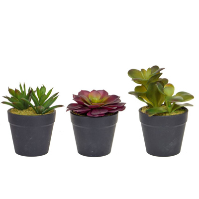 Small Succulents 12 pack mix 12cm
