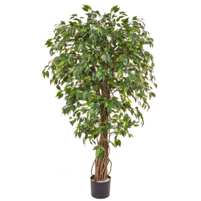 NTT Ficus Liana Green BA 150cm