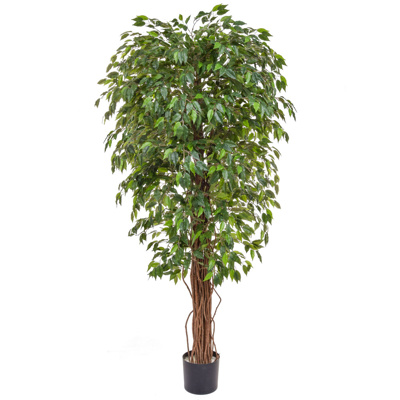NTT Ficus Liana Green BA 180cm