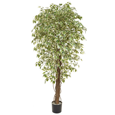 NTT Ficus Liana Variegated BA 180cm