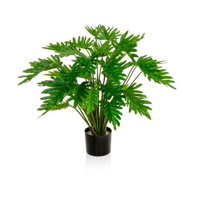 Plants Potted Phildendron BA 75cm