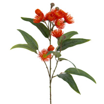 FS Eucalyptus Flowering Red GB 75cm