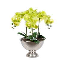 AN-Orchid Phal Green in Bamburgh Bowl 70cm