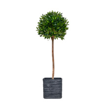 AN-Bay Tree in Textured Slate Pot 140cm
