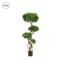 NTT Podocarpus 150cm