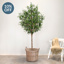 NTT Natural Trunk Olive tree 210cm FR