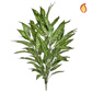 Plants Aglaonema Bush Variegated 85cm FR-S4
