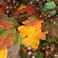 Foliage Oak Autumn/Fall 66cm FR-S1