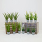 PP Mixed Potted Plants 12 pack YF 42cm