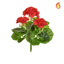 Plants Flowering Geranium  Red 23cm FR-S1