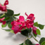 Foliage Bouganvillia Spray Pink 112cm FR-S1