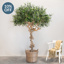 NTT Natural Coffee Stem Olive Tree 200cm FR