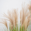 Grass Pampas YF 120cm