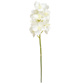 SF Orchid Vanda K White 53cm