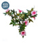 Plants Flowering Small Morning Glory Pin