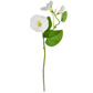 Plants Flowering M/Glory White GS 25cm